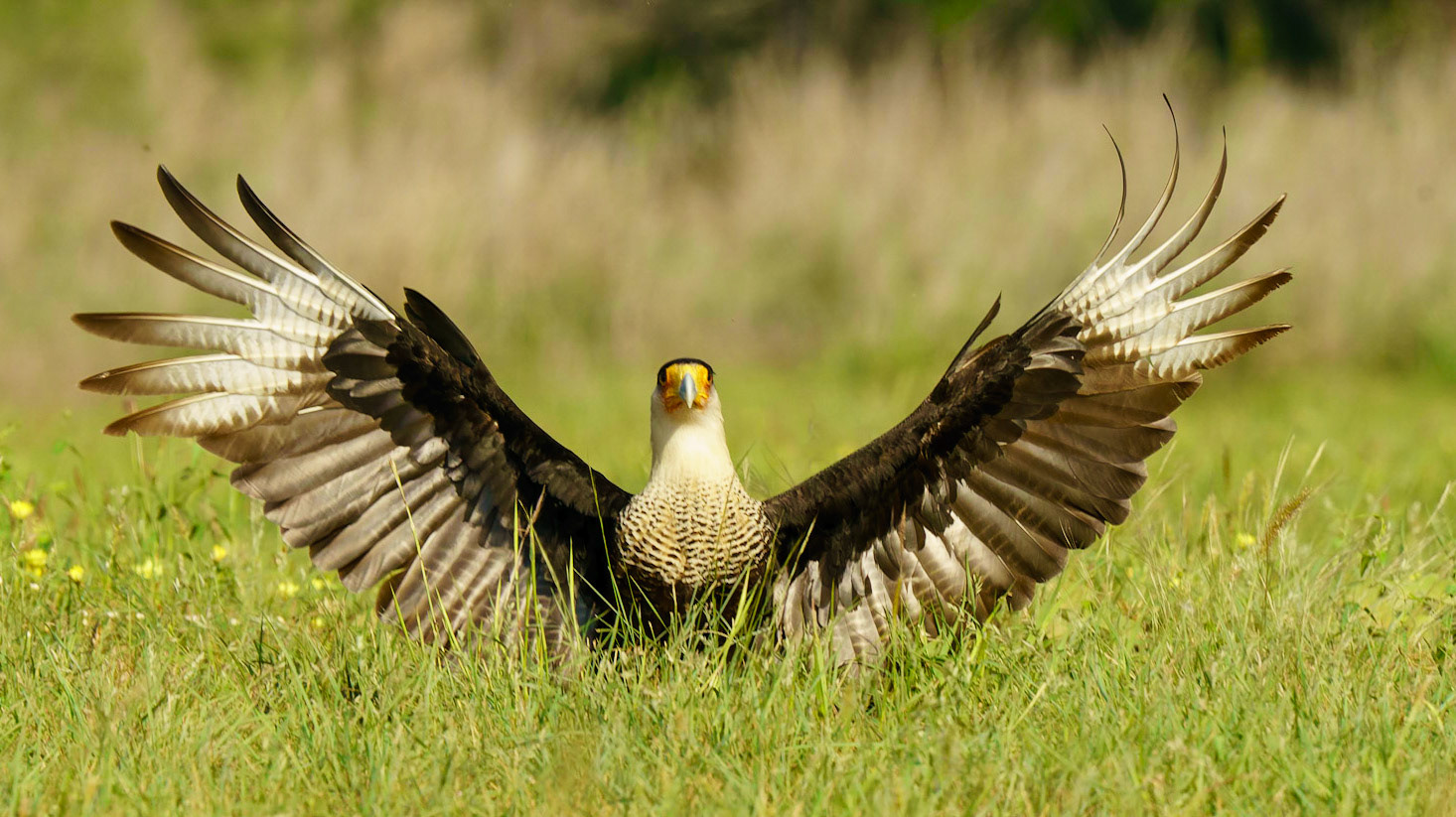 Crested Caracara, Caracara cheriway