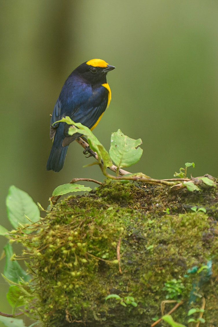 Orange-crowned Euphonia, Euphonia saturata