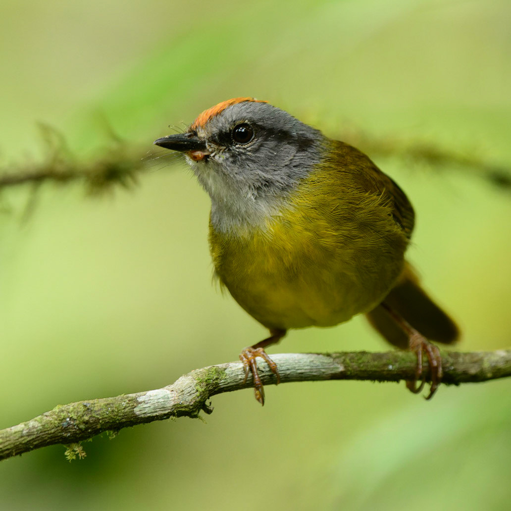 Russet-crowned Warbler, Myiothlypis coronata