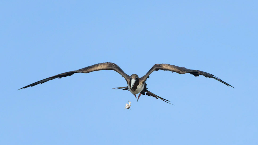 Magnificent Frigatebird