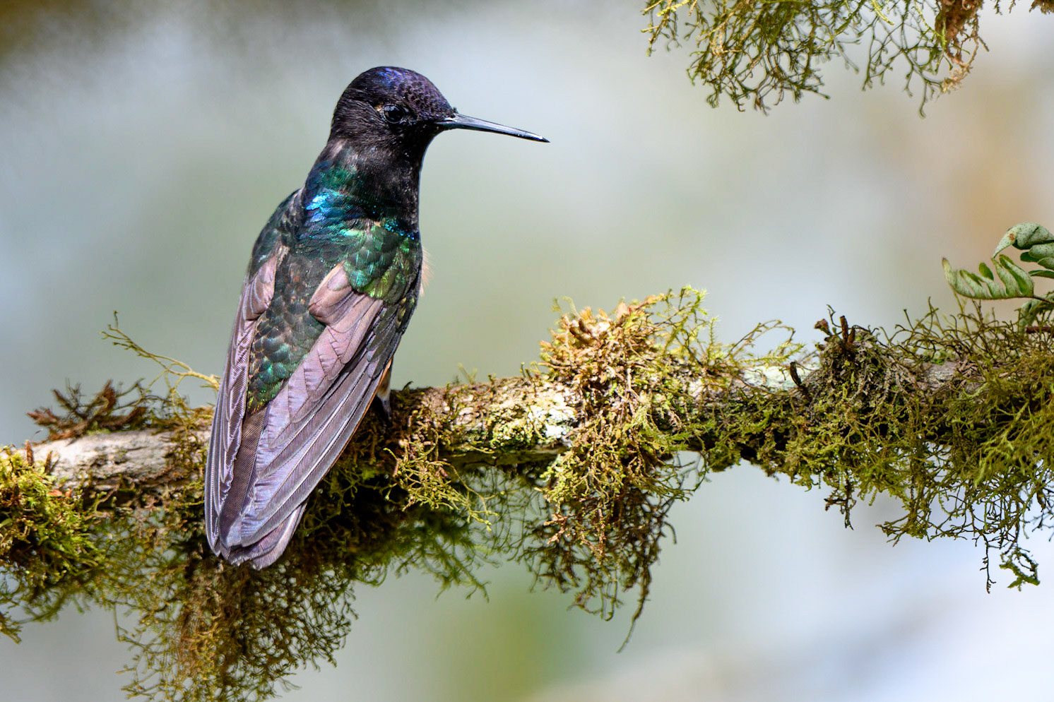 Velvet-purple Coronet, Boissonneaua jardini