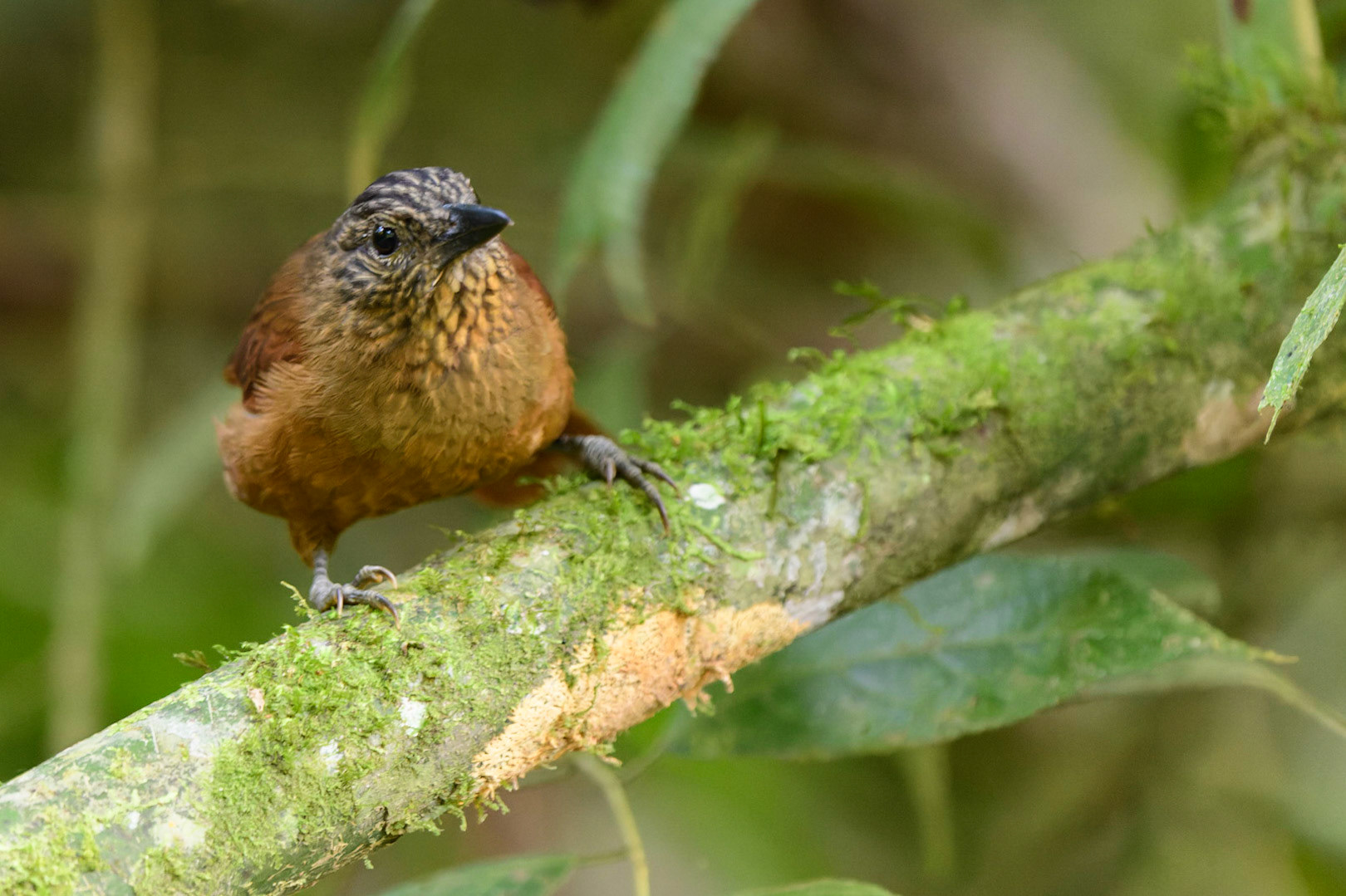 Montane Woodcreeper, Lepidocolaptes lacrymiger