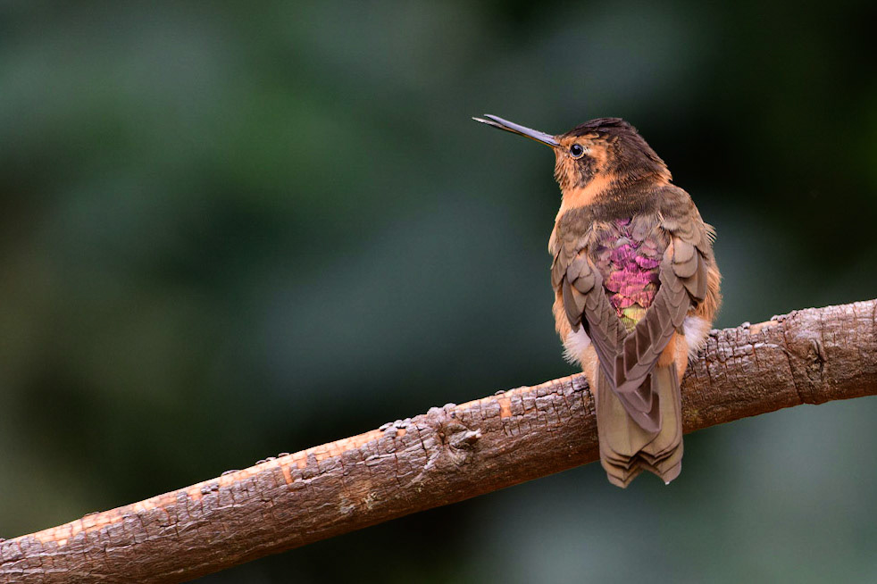 Shining Sunbeam, Aglaeactis cupripennis