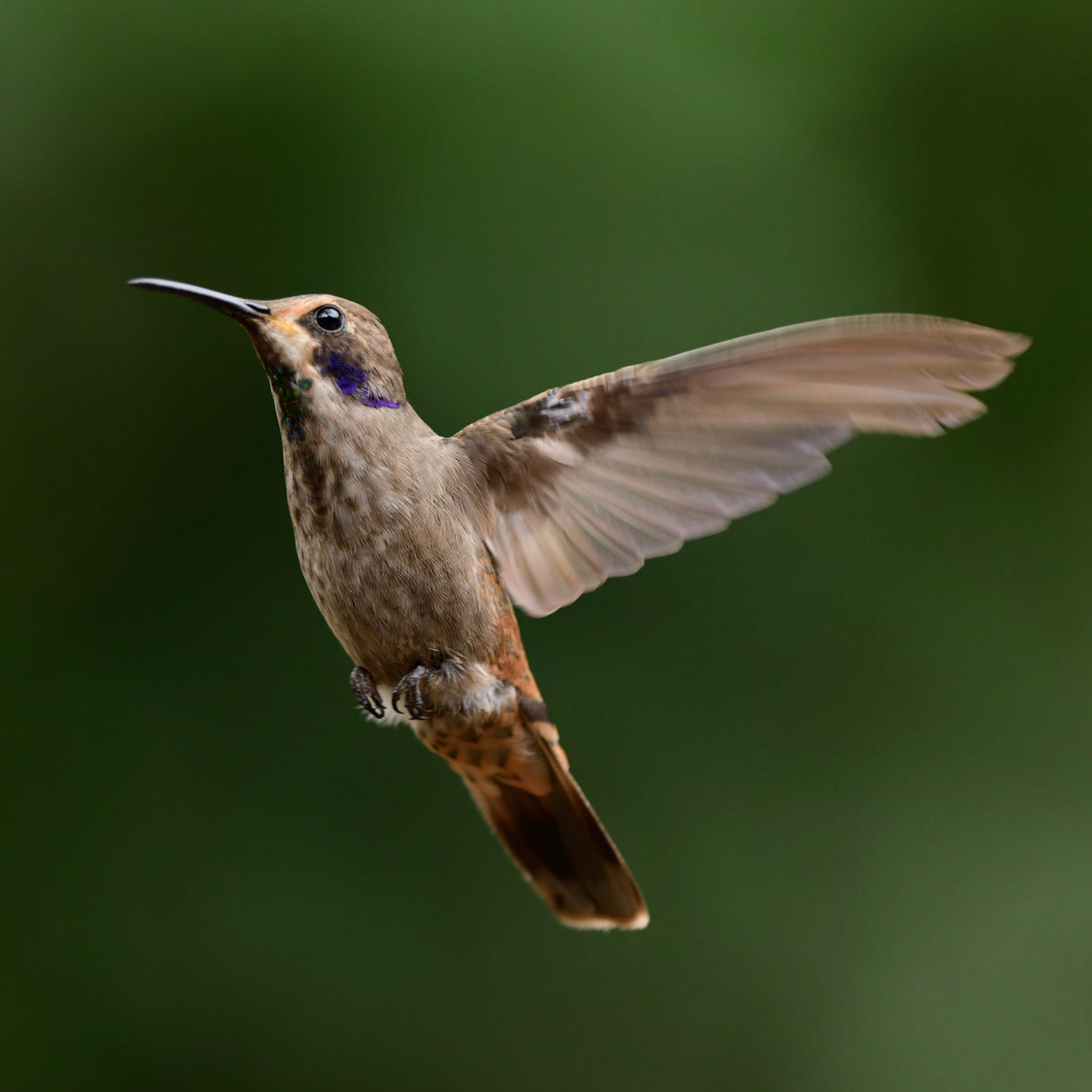 Brown Violetear