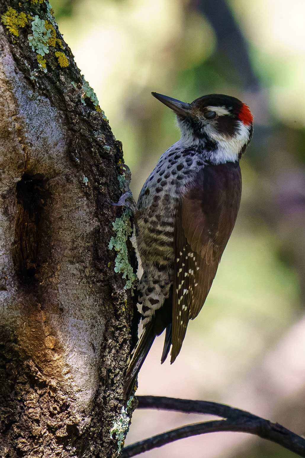 Arizona Woodpecker (Male), Dryobates arizonae