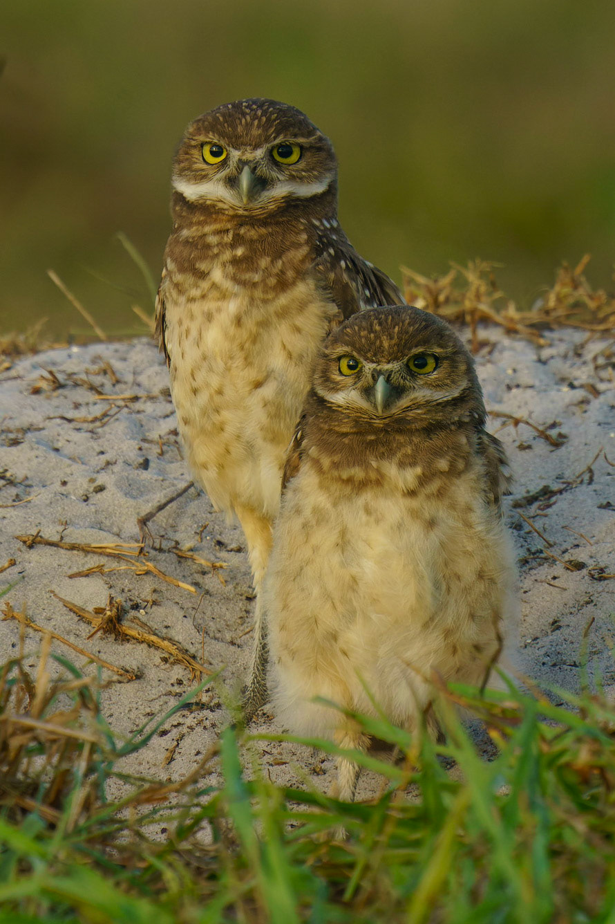 Burrowing Owl, Athene cunicularia