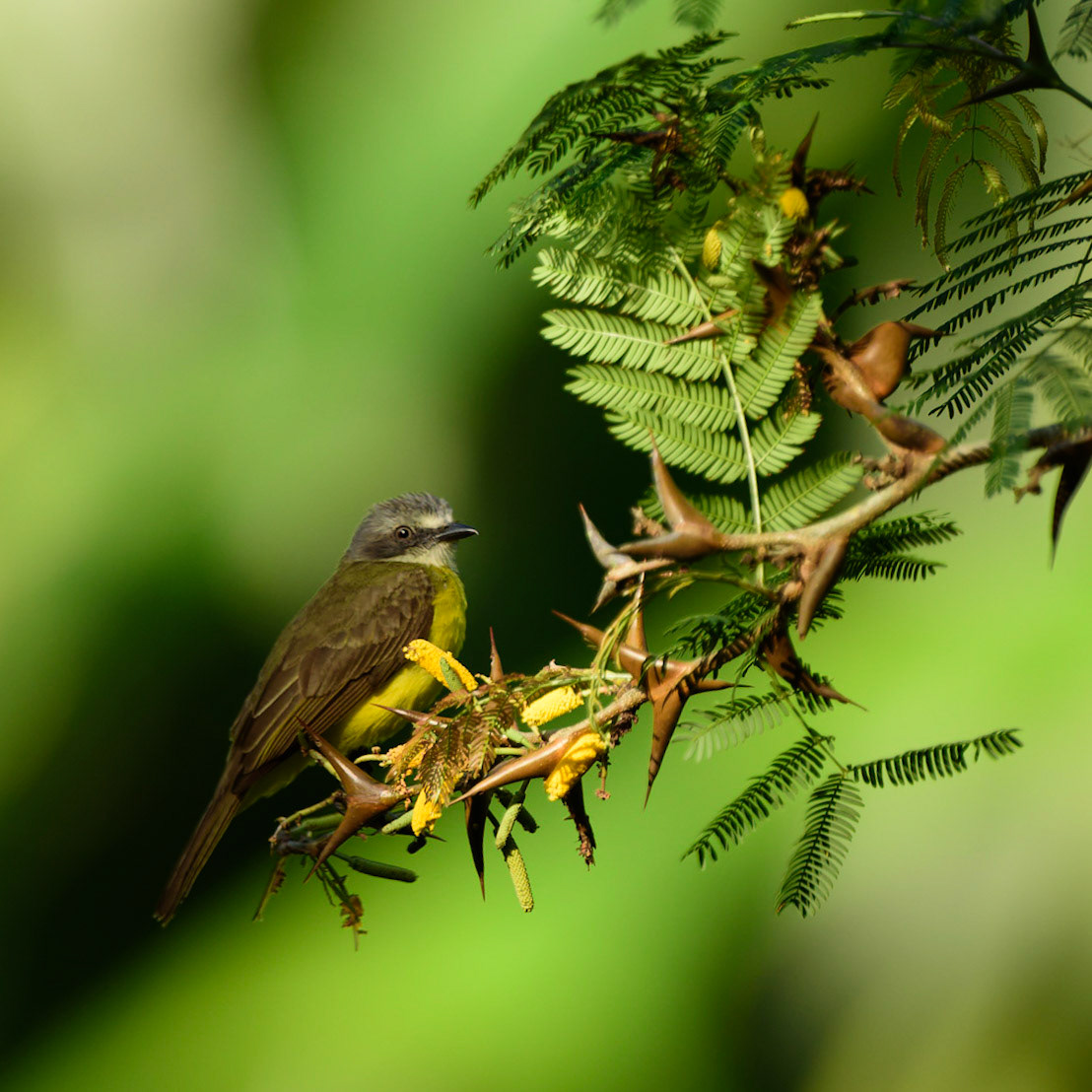 Grey-capped Flycatcher, Myiozetetes granadensis perched in a Bullhorn Acacia