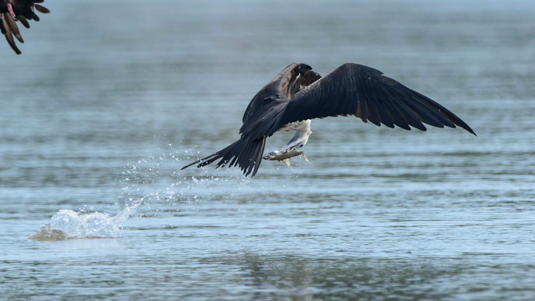 Magnificent Frigatebird, Fregata magnificens