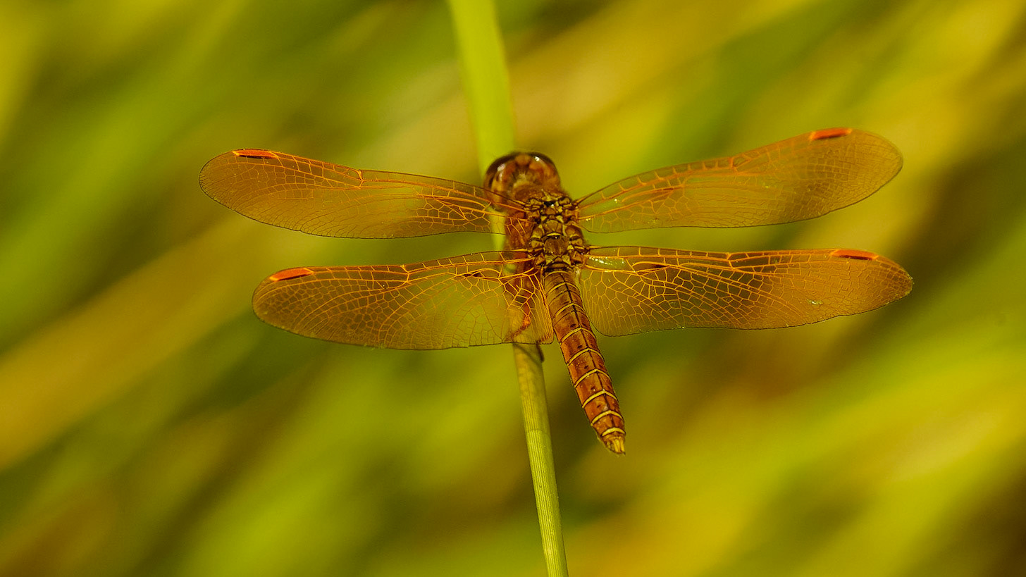 Mexican Amberwing, Perithemis intensa