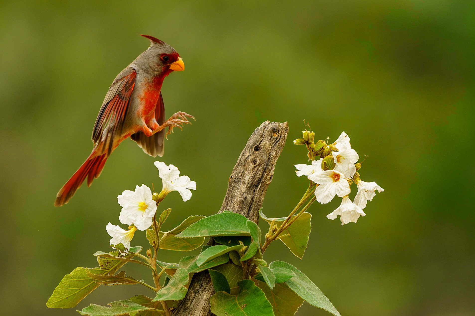 , Cardinalis sinuatus