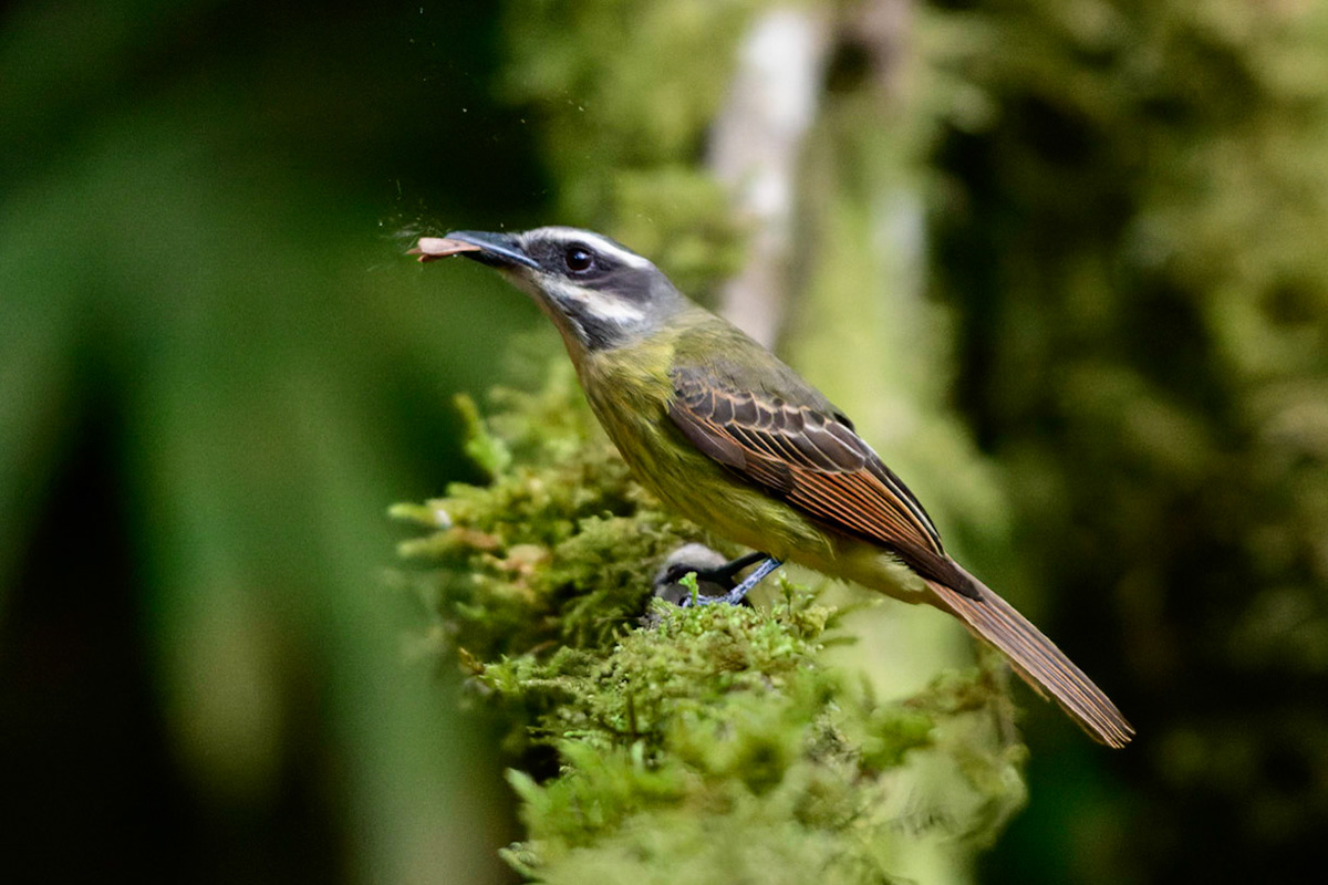 Golden-crowned Flycatcher, Myiodynastes chrysocephalus
