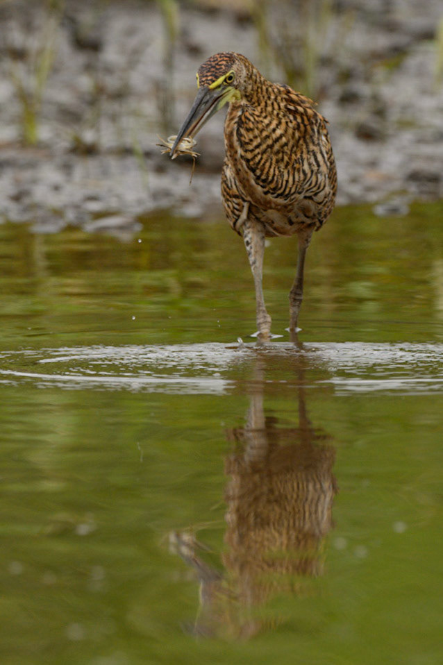 Bare-throated Tiger Heron, Tigrisoma mexicanum