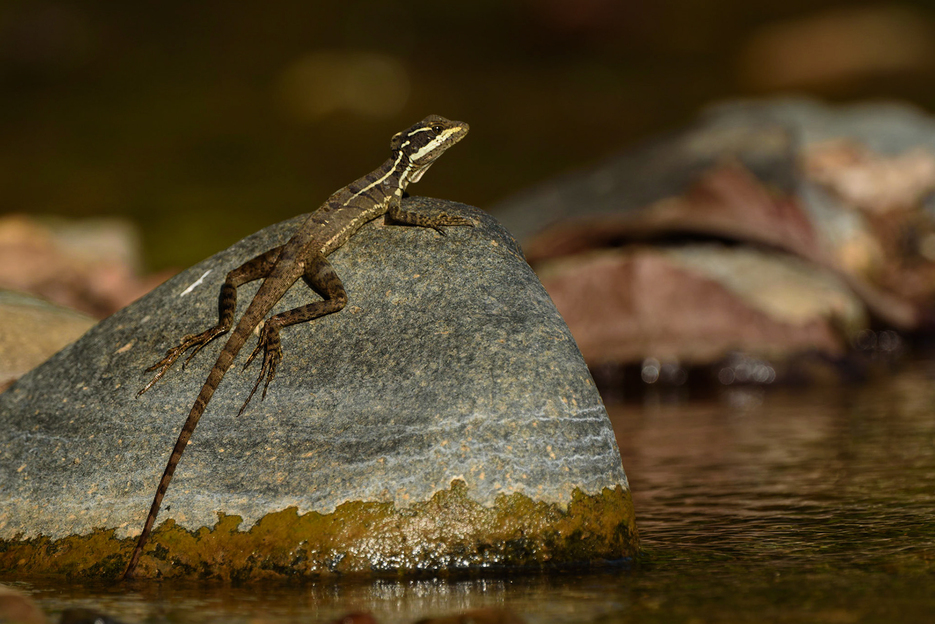 Common Basilisk, Basiliscus basiliscus