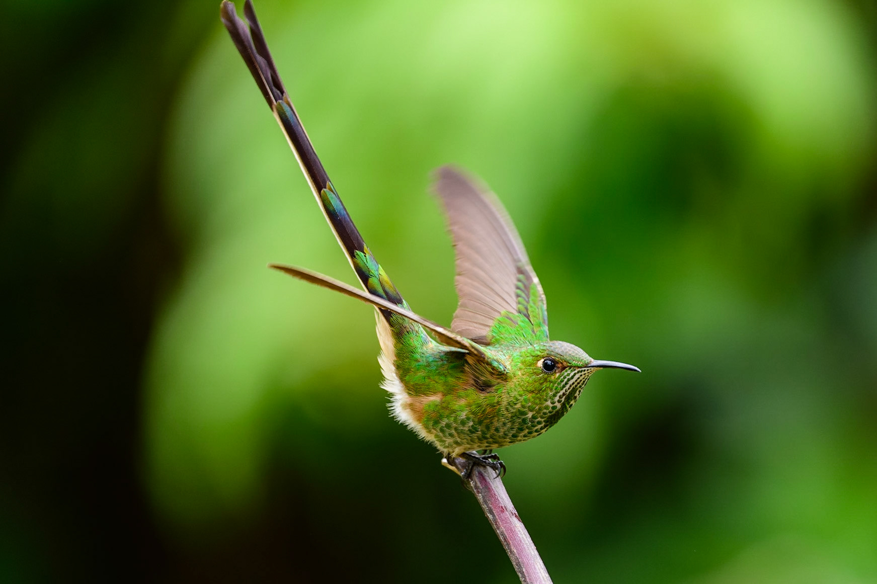 Green-tailed Trainbearer, Lesbia nuna