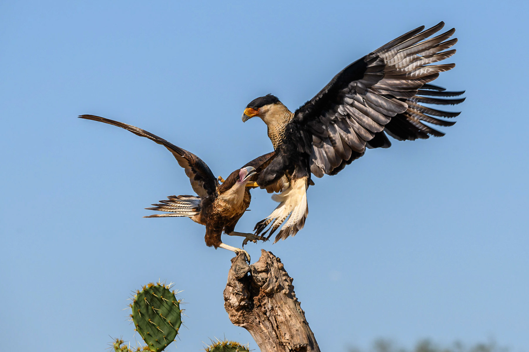 Crested Caracara, Caracara cheriway