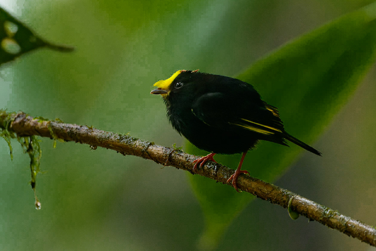 Golden-winged Manakin, Masius chrysopterus