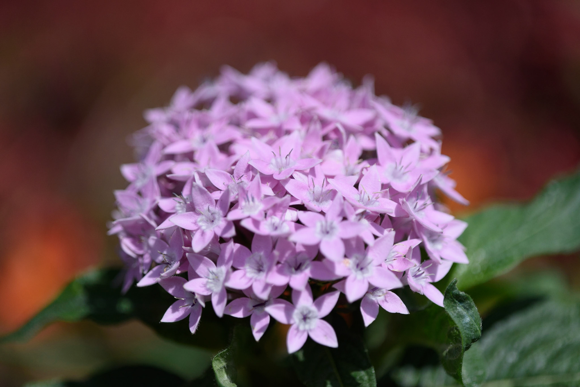 Egyptian Star Cluster, Pentas lanceolata