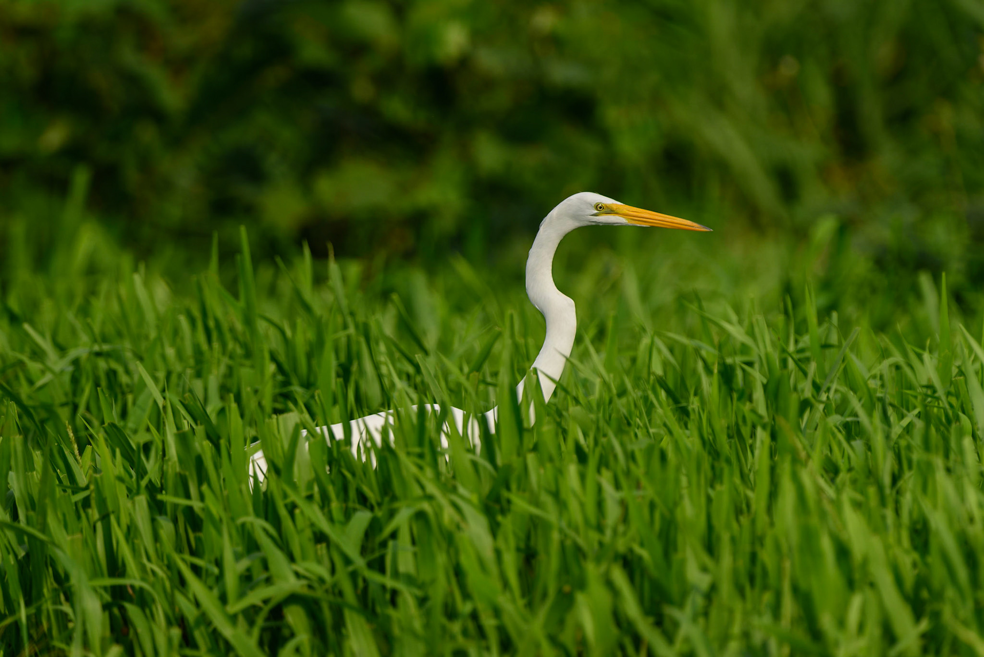 Great Egret, Ardea alba
