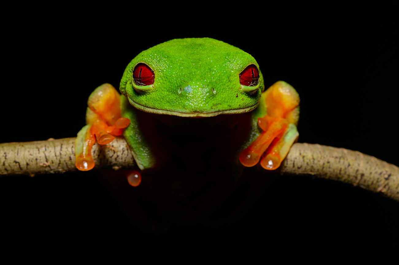 Red-eyed-Tree Frog, Agalychnis callidryas