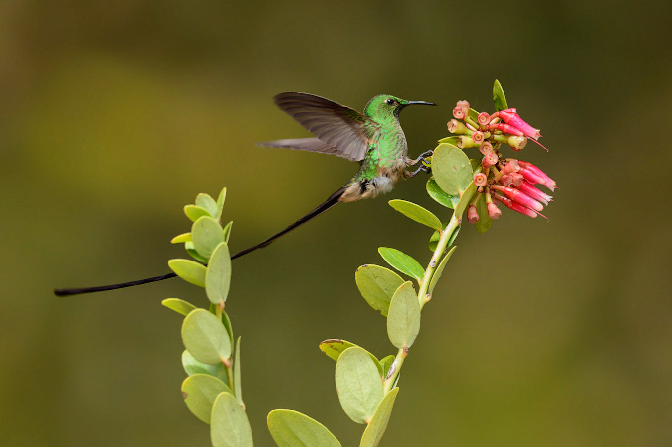Black-tailed Trainbearer, Lesbia victoriae