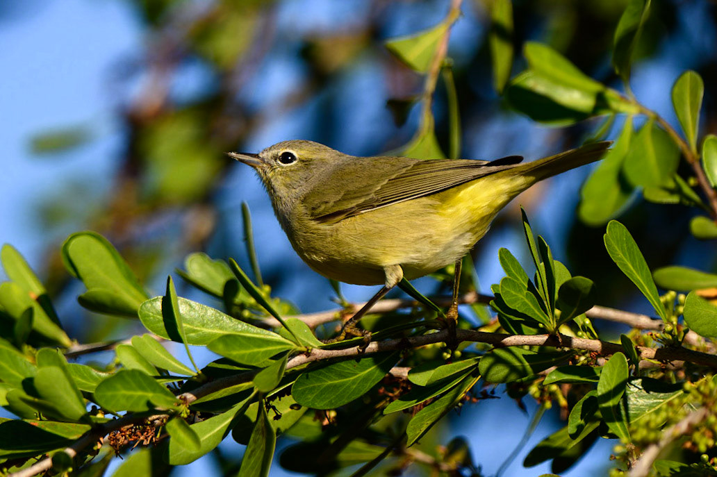 Orange-crowned Warbler, Leiothlypis celata