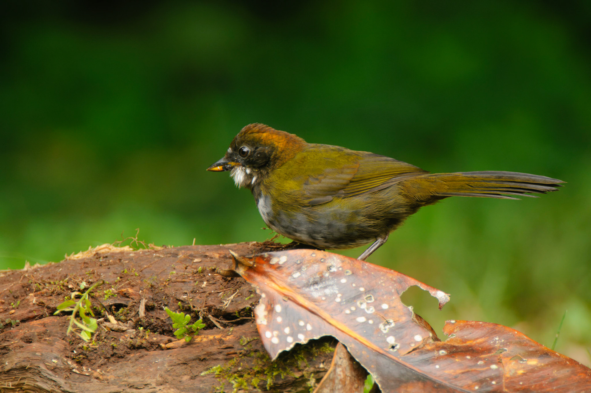 Chestnut-capped Brushfinch (Plain-breasted), Arremon brunneinucha apertus