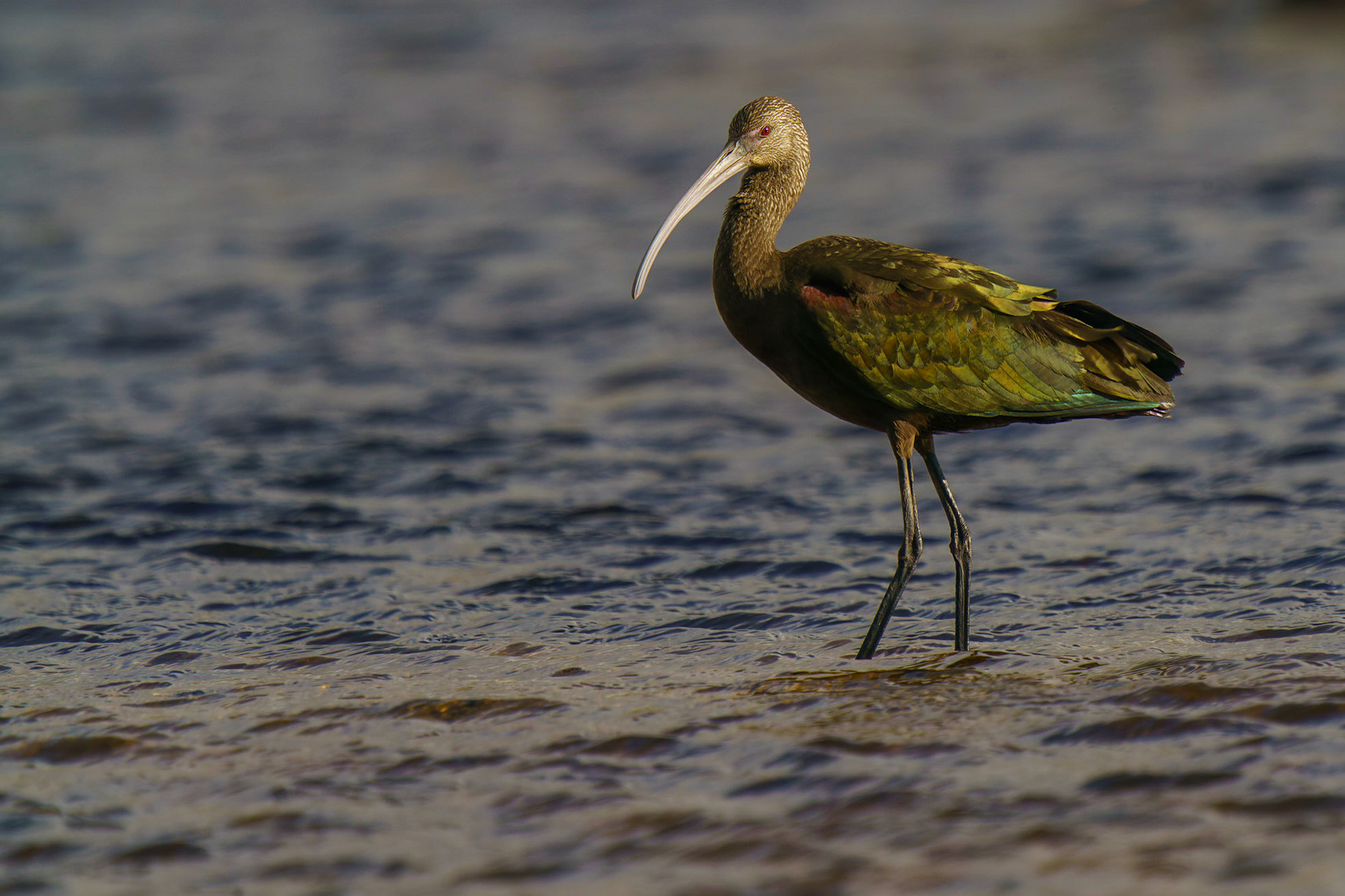 White-faced Ibis, Plegadis chihi