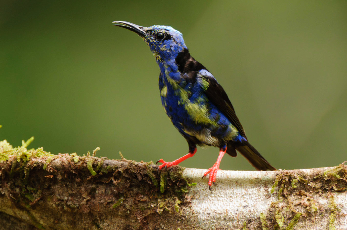 Red-legged Honeycreeper (Immature Male), Cyanerpes cyaneus