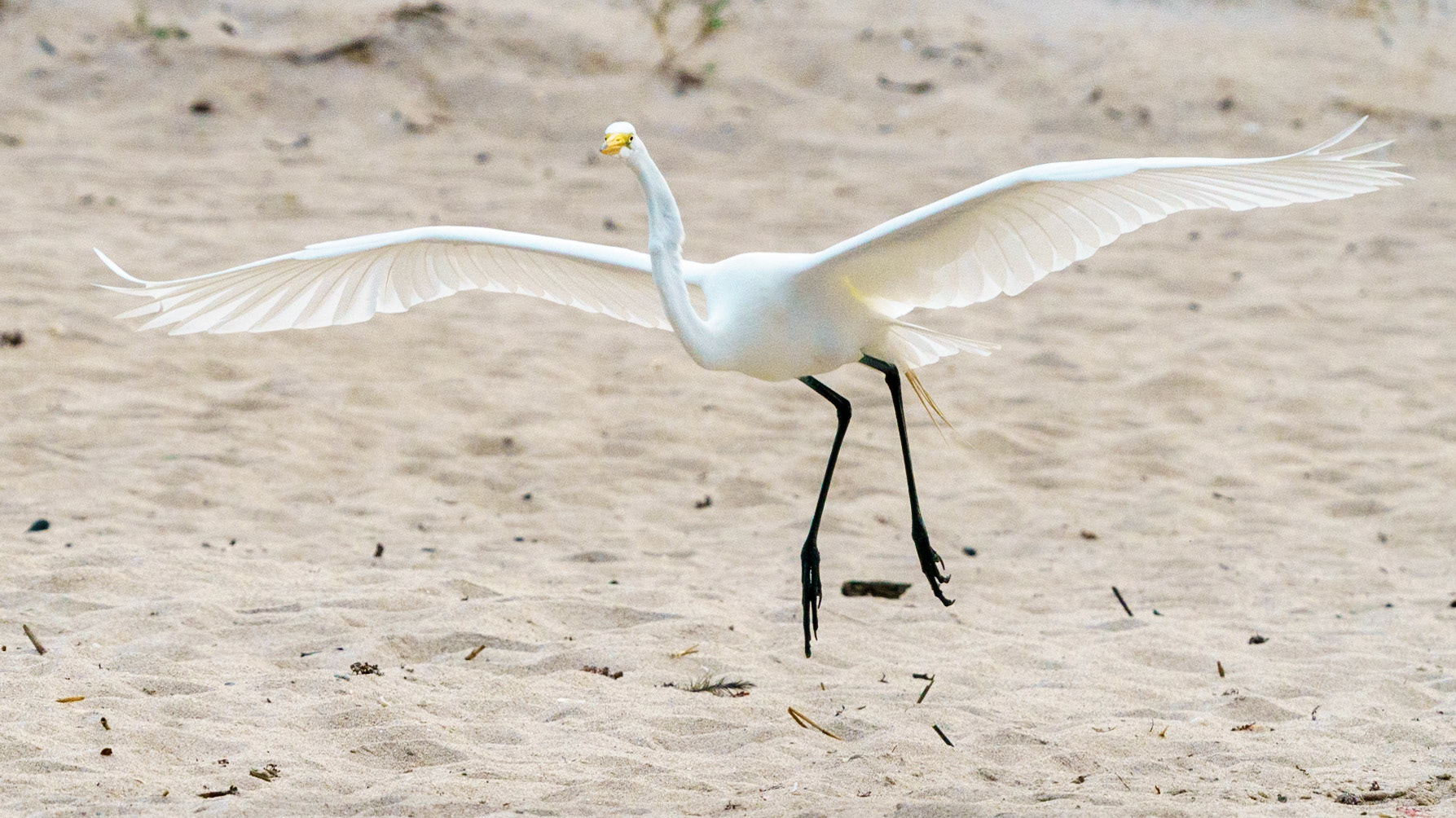 Great Egret, Ardea alba
