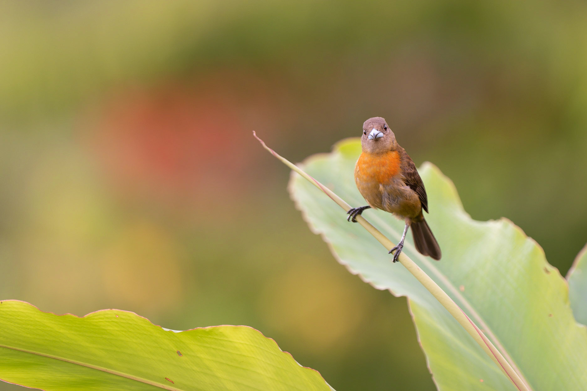 Cherrie's Tanager, Ramphocelus costaricensis