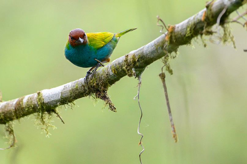 Bay-headed Tanager, Tangara gyrola