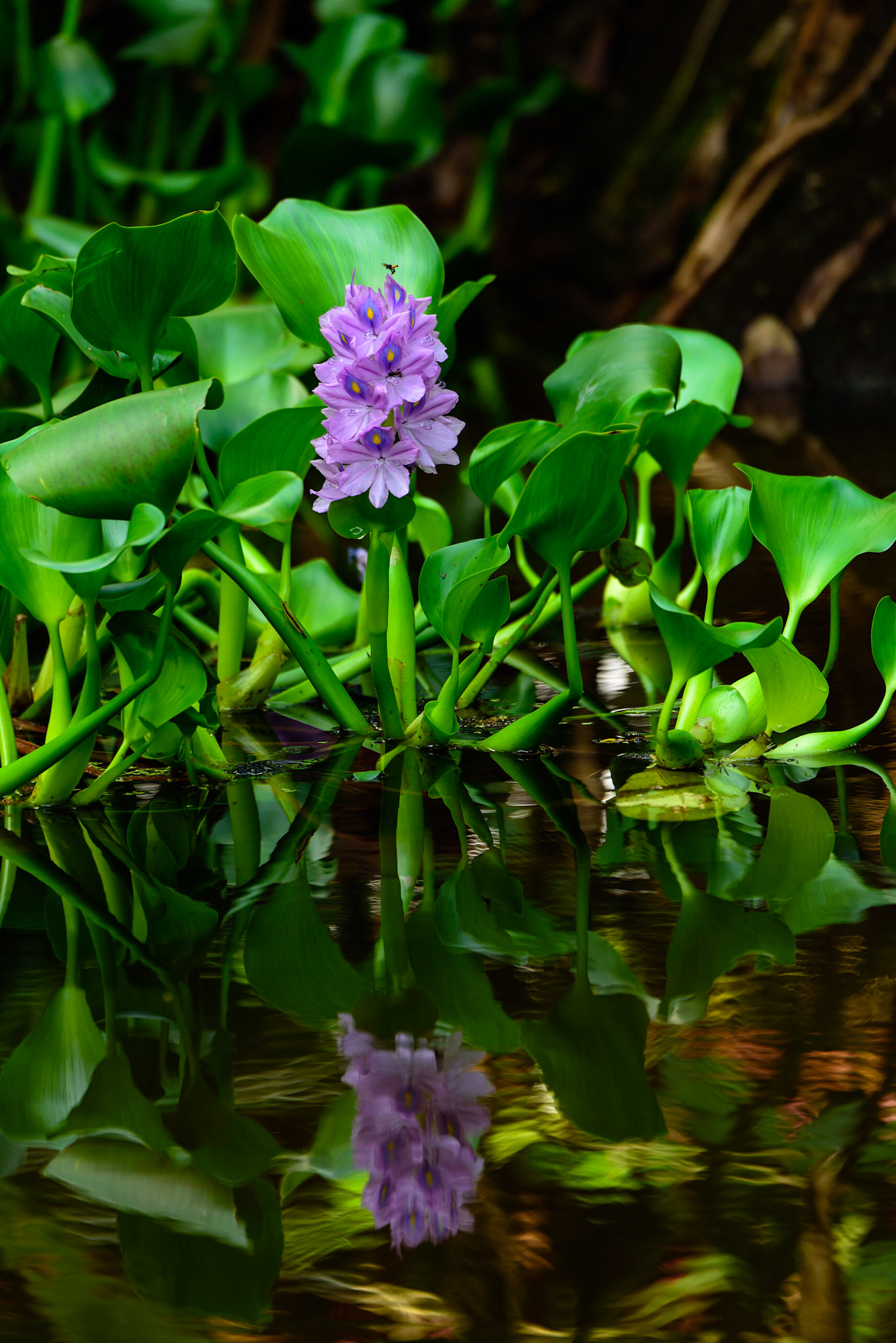 Common Water Hyacinth, Pontederia crasipes