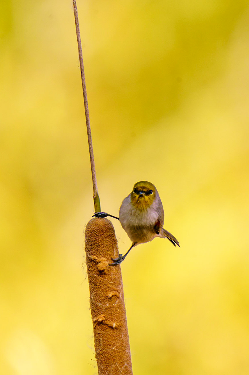 Verdin, Auriparus flaviceps