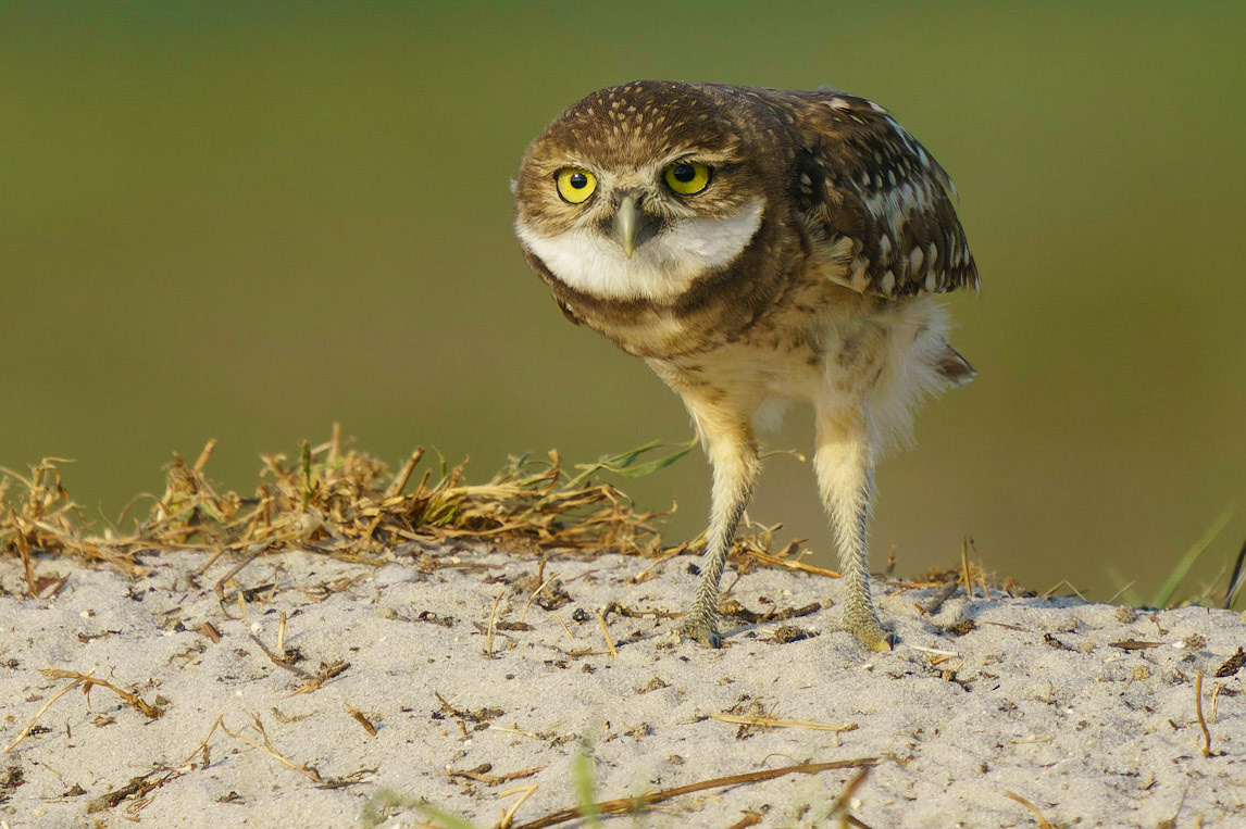Burrowing Owl, Athene cunicularia