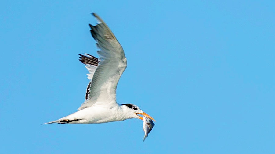 Royal Tern, Thalasseus maximus