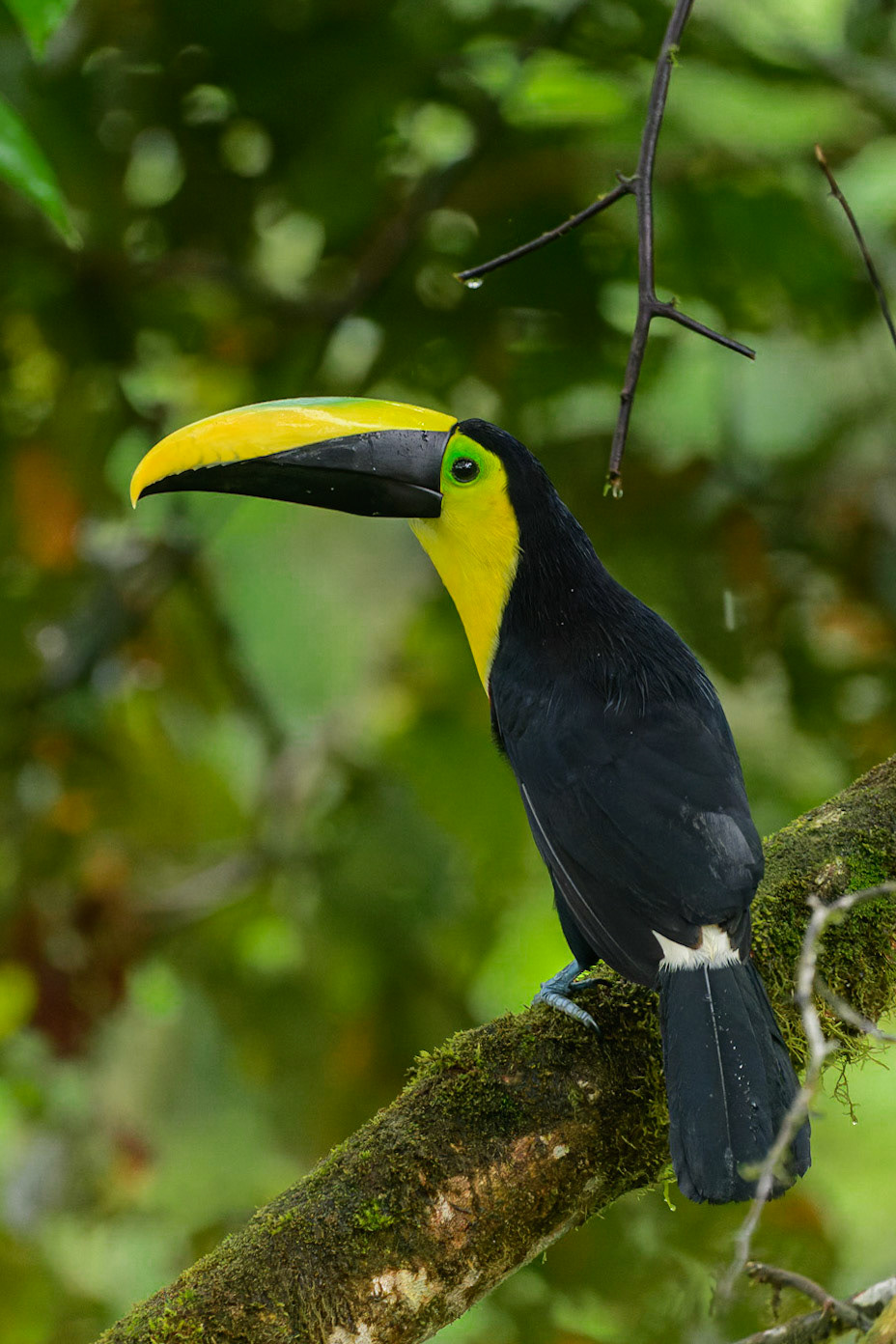 Choco Toucan Ramphastos brevis