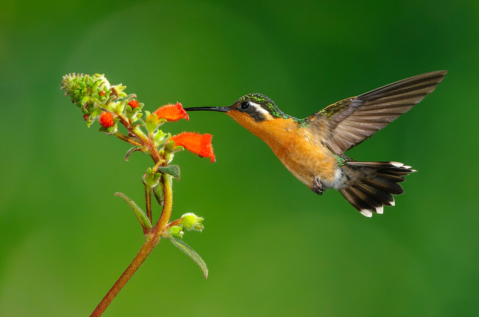 Purple-throated Mountain-gem,  Lampornis calolaema