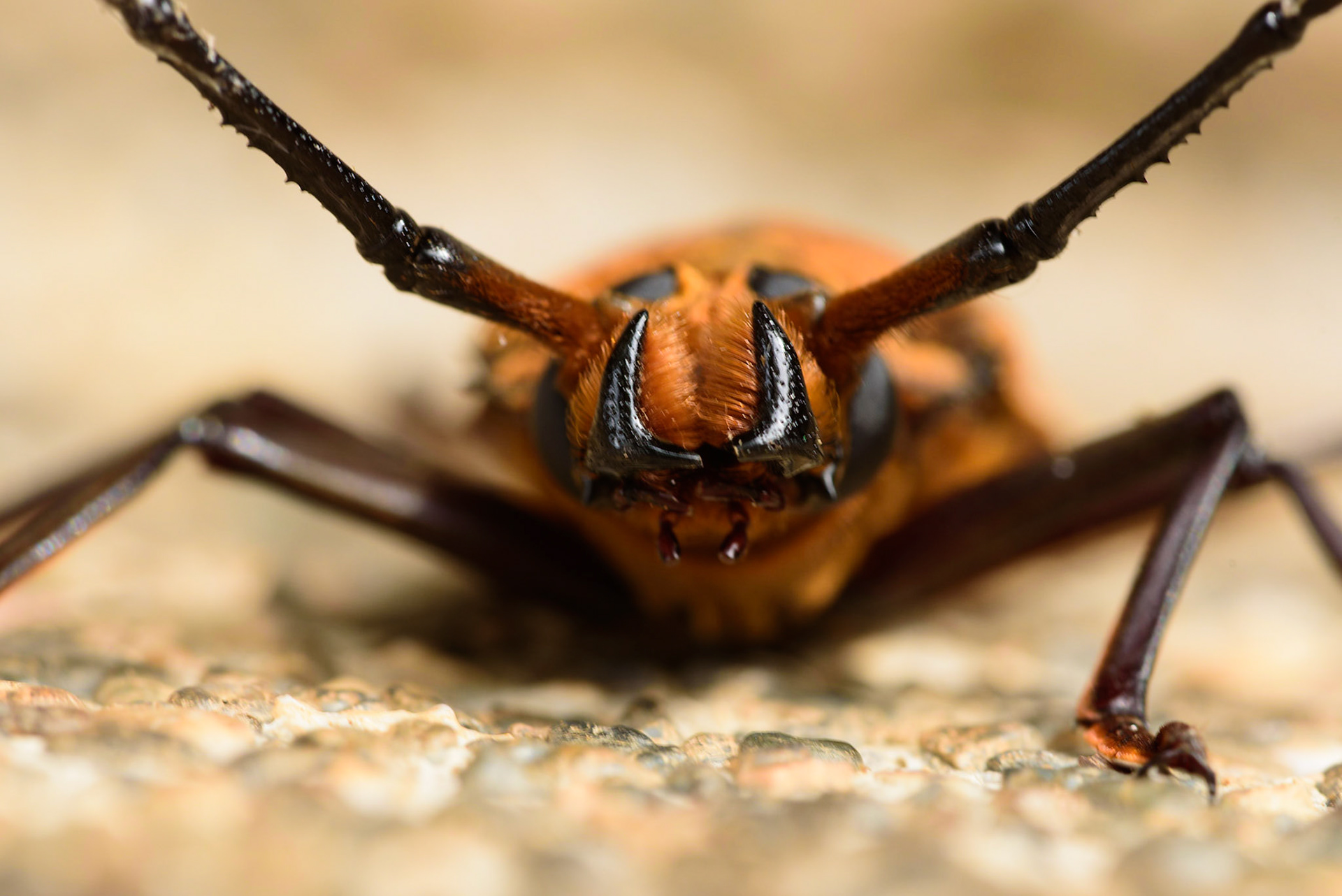 Longhorn Beetle, Callipogon barbatum/lemoinei