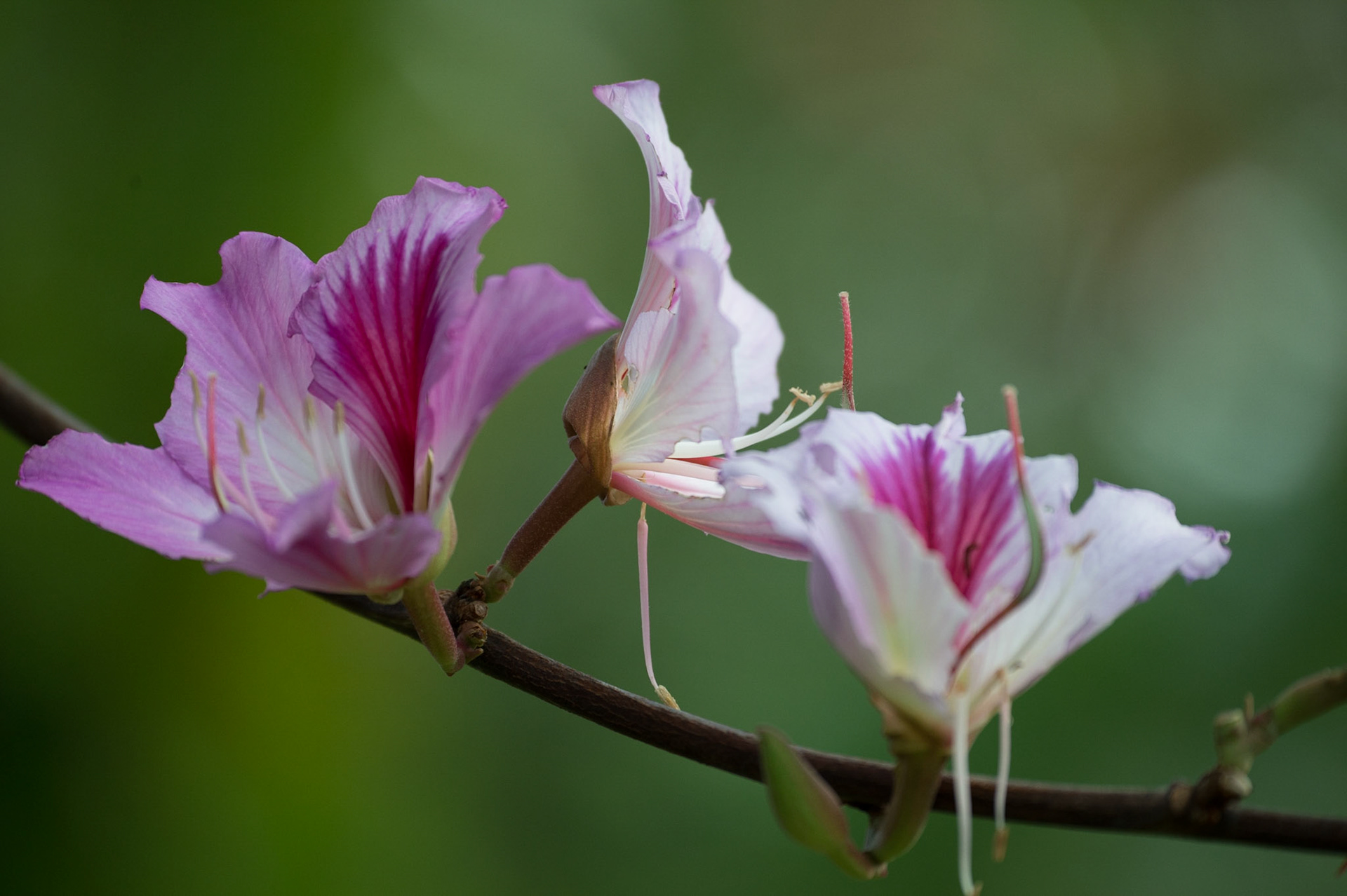 Orchid Tree, bauhinia SP
