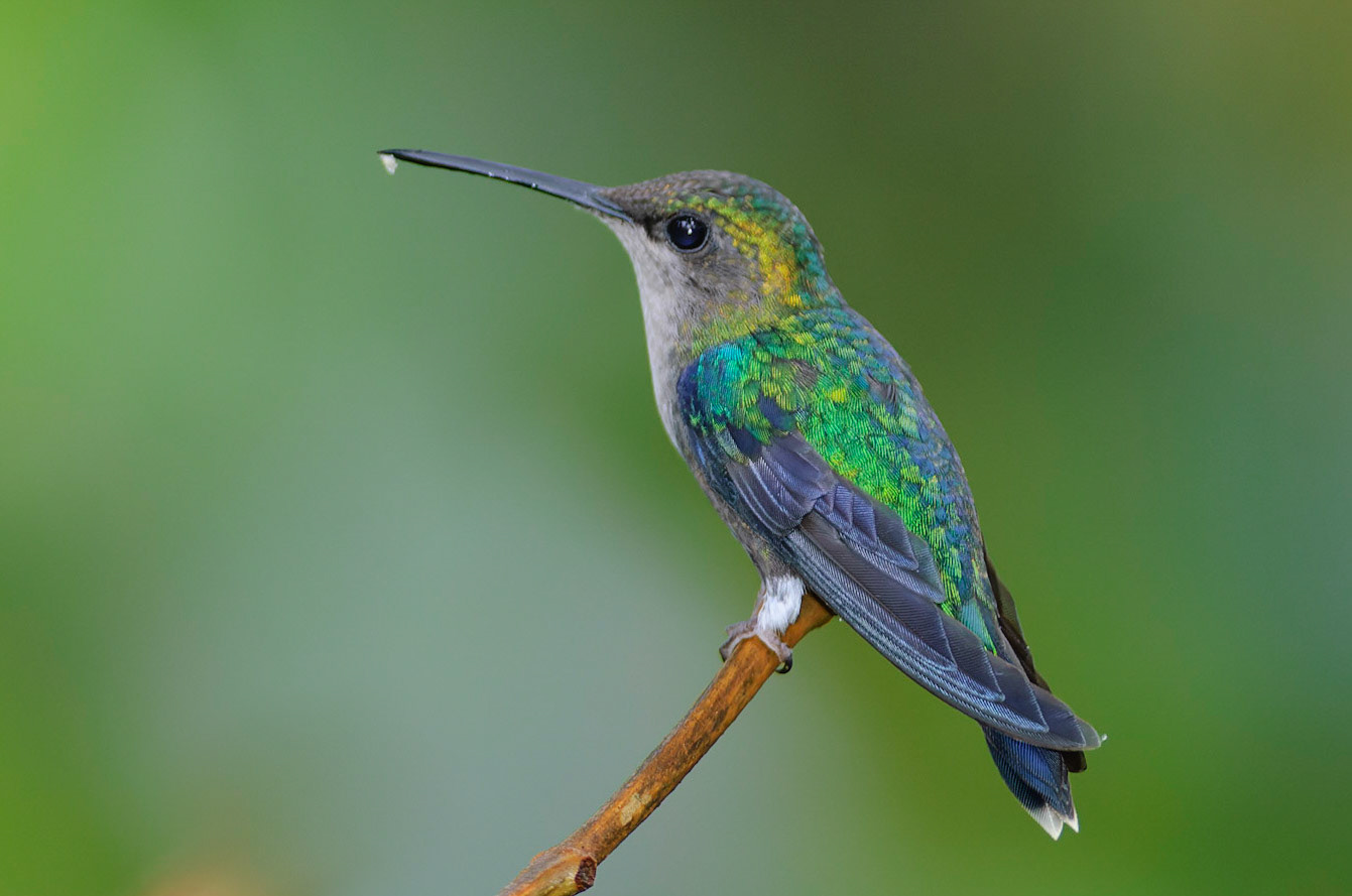 Green-crowned Woodnymph, Thalurania fannyi