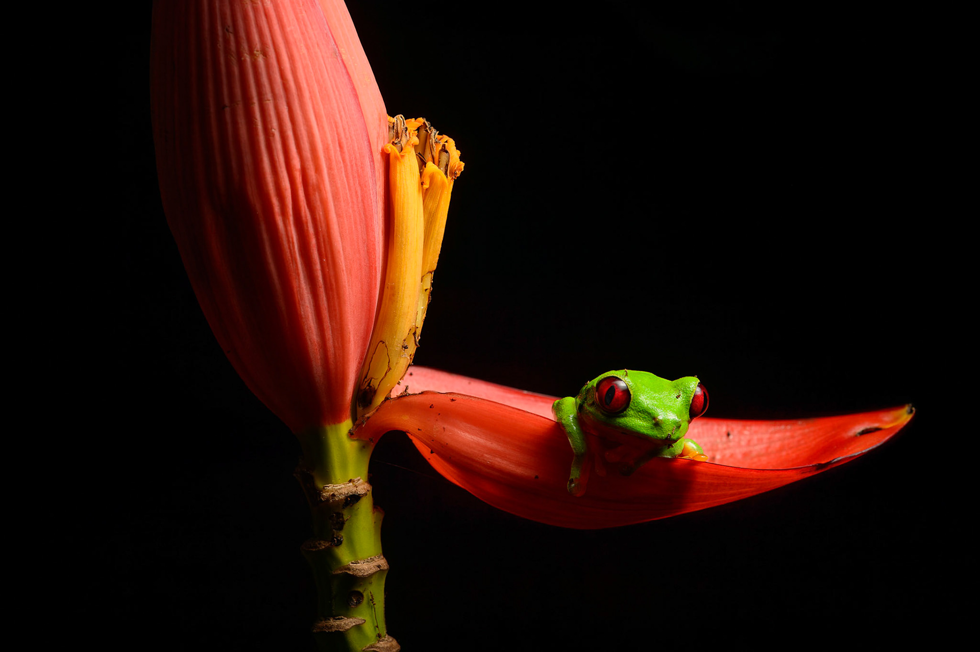 Red-eyed Treefrog, Agalychnis callidryas