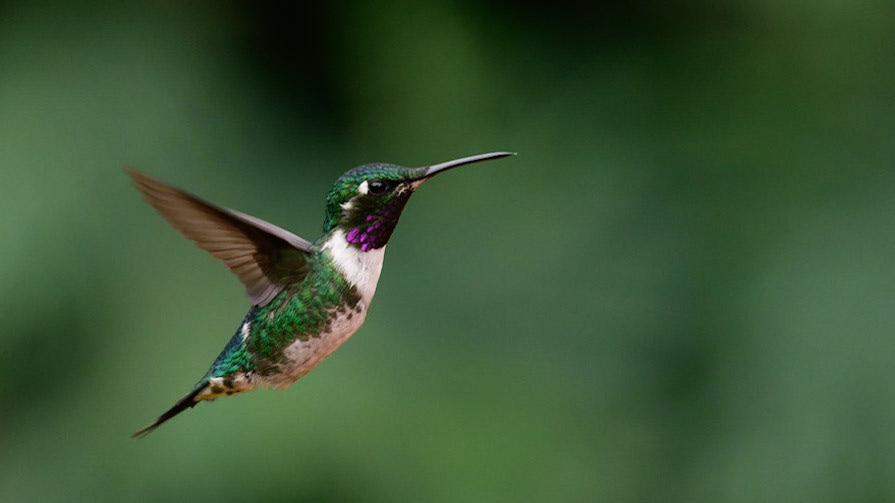 White-bellied Woodstar, Chaetocercus mulsant