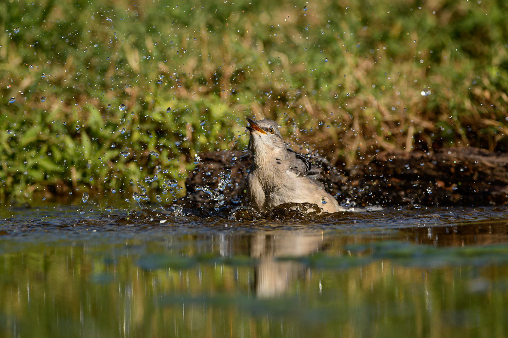 Northern MockingbirdMimus polyglottos