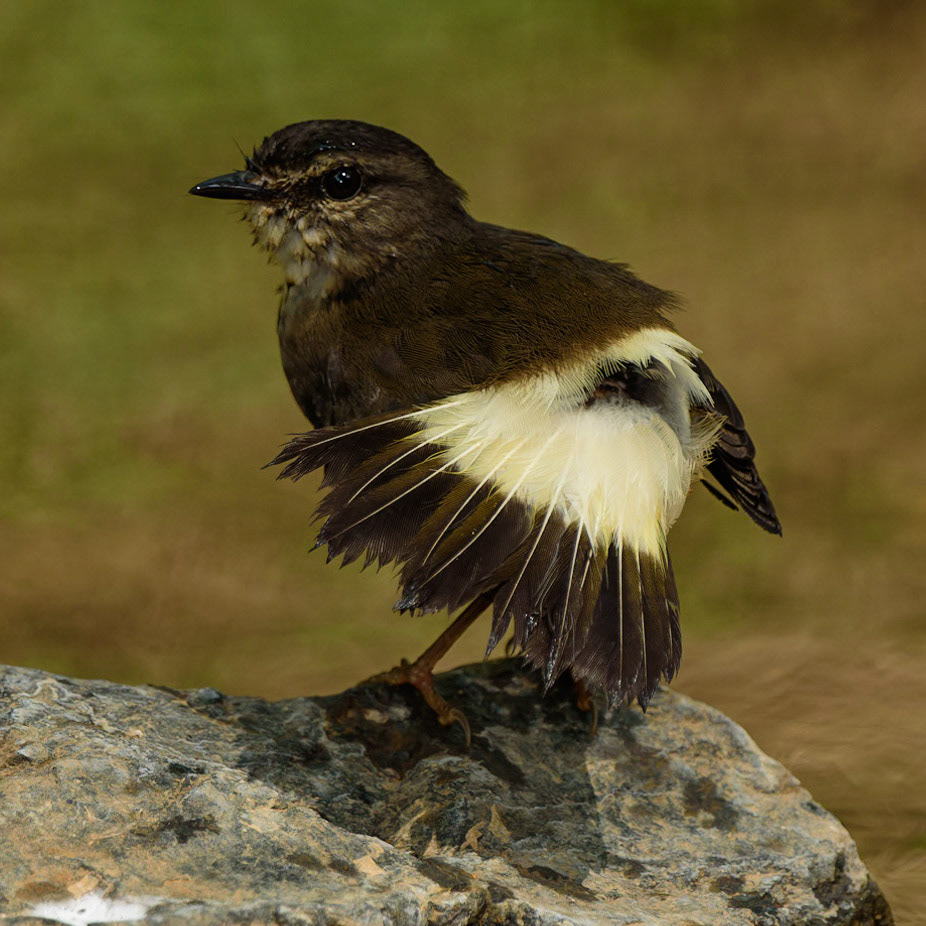 Buff-rumped Warbler, Myiothlypis fulvicauda