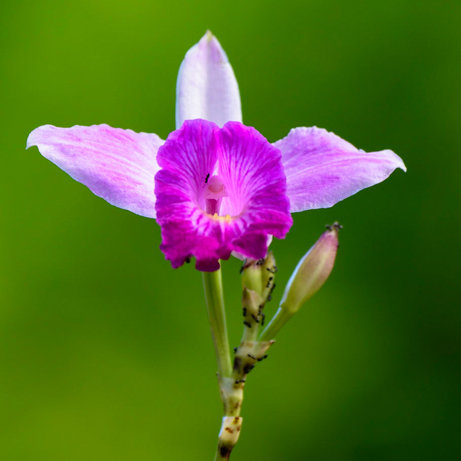 Bamboo Orchid, Arundina graminifolia