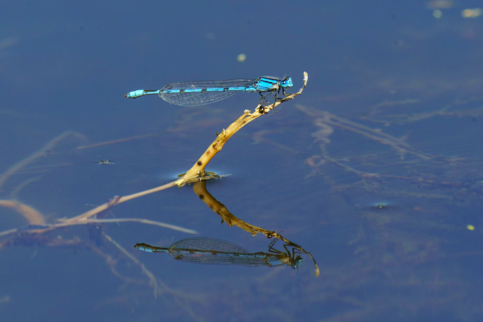 Familiar Bluet (Damselfly), Enallagma civile