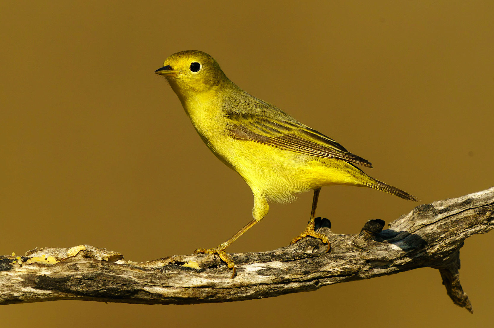 Nashville Warbler, Leiothlypis ruficapilla