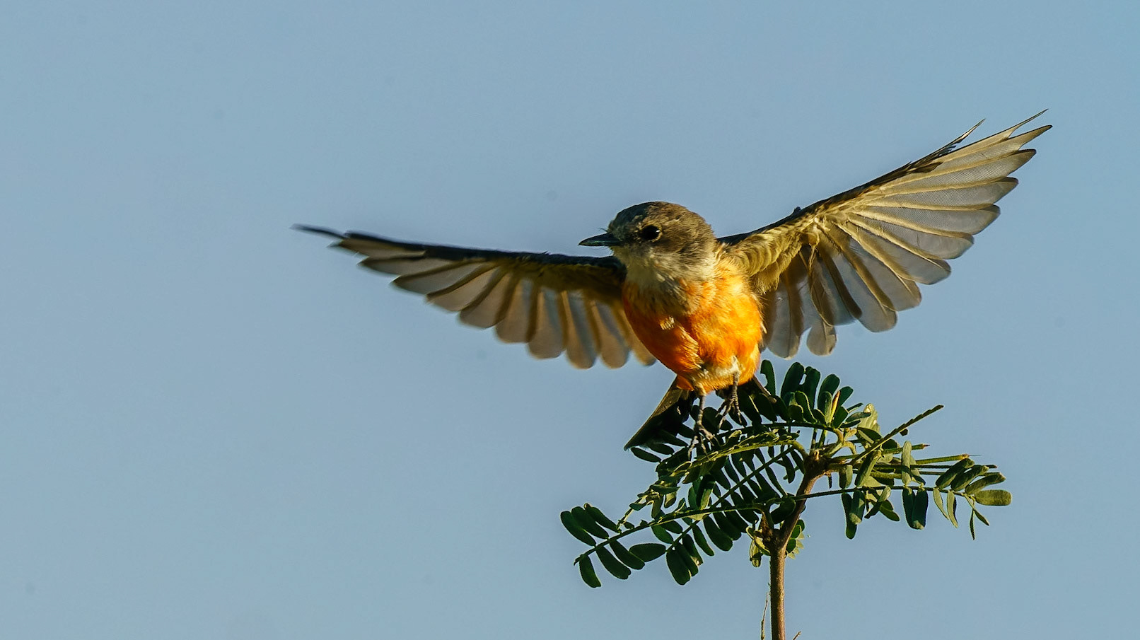 Vermilion Flycatcher, Pyrocephalus rubinus
