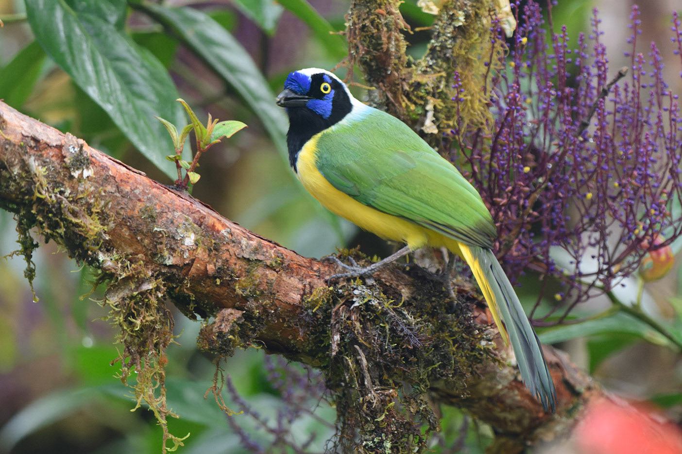 Inca jay, Cyanocorax yncas