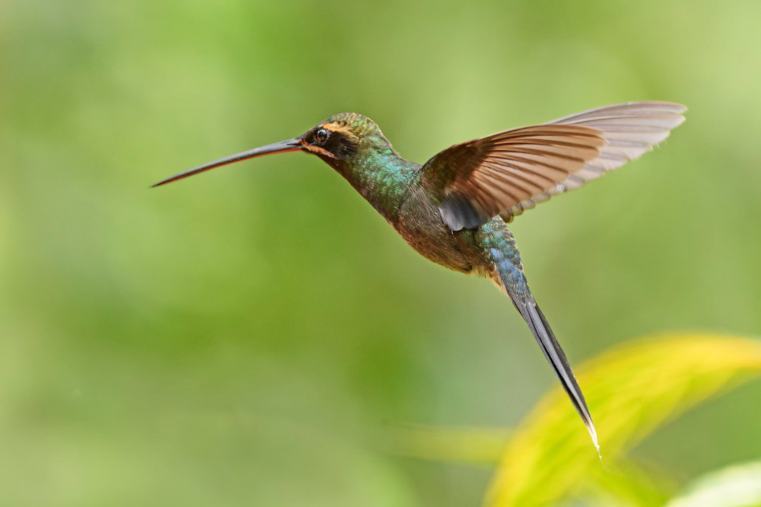 White-whiskered Hermit, Phaethornis yaruqui